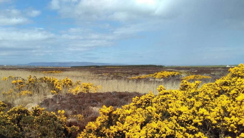 IMG_20160520_142627-1