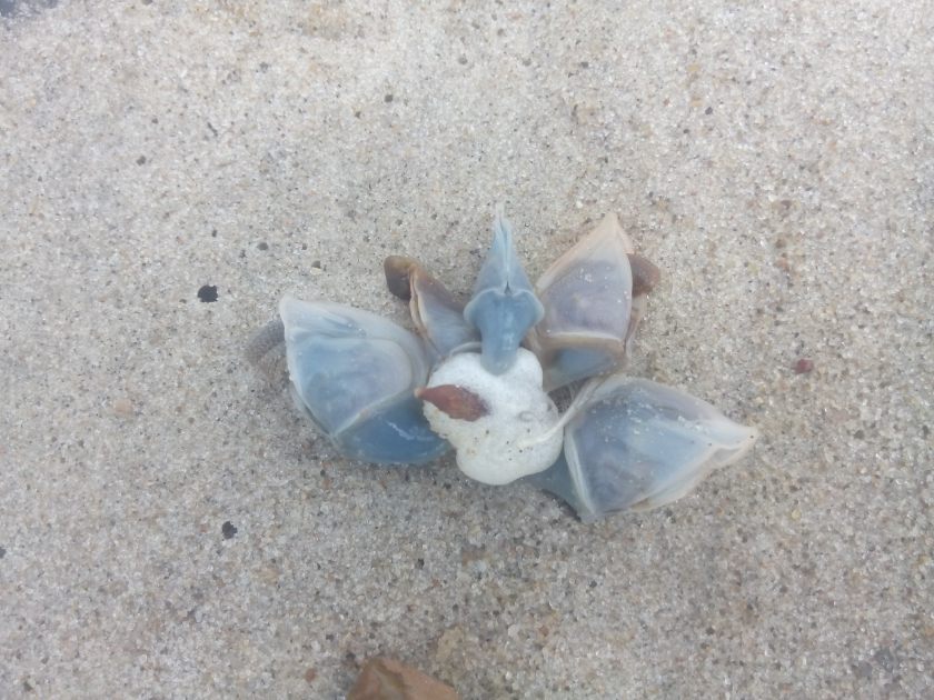 2016-07-15-strandleben3