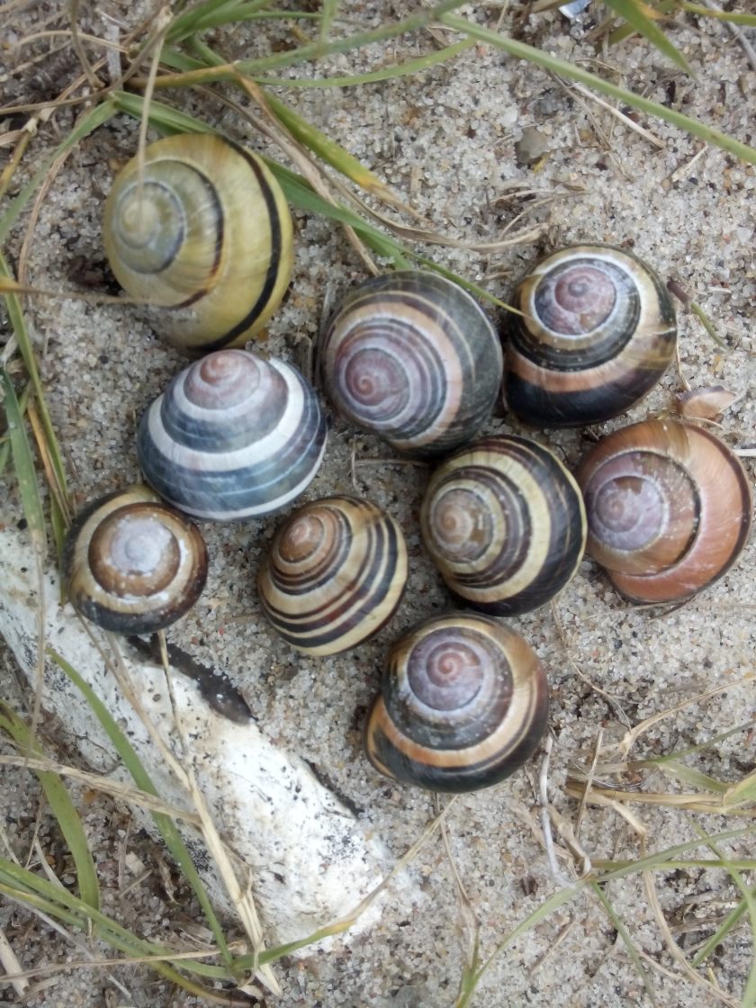 2016-07-15-strandleben4